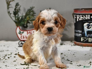 Cavapoo dogs Caleb - Ad 21