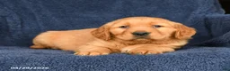 Golden Retriever dogs for sale: Buster - Ad 3
