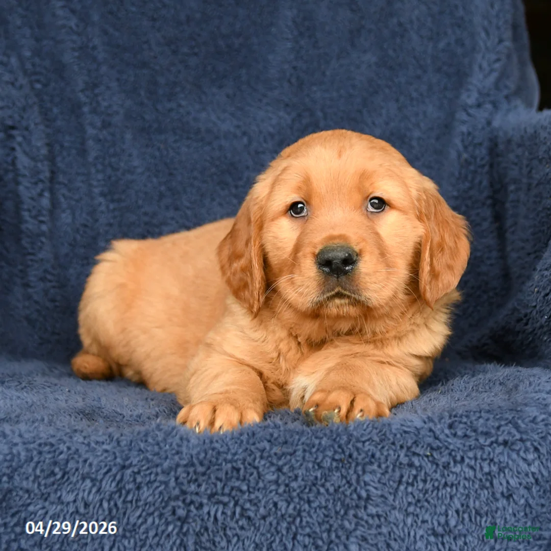 Golden Retriever dogs for sale: Buster - Ad 3