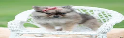Pomeranian dogs for sale: Julia - Ad 2