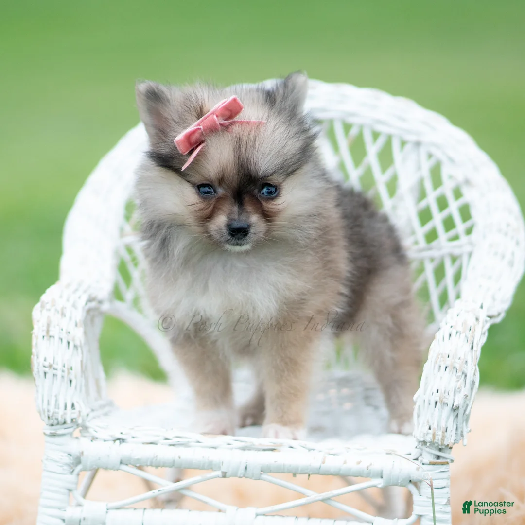 Pomeranian dogs for sale: Julia - Ad 2
