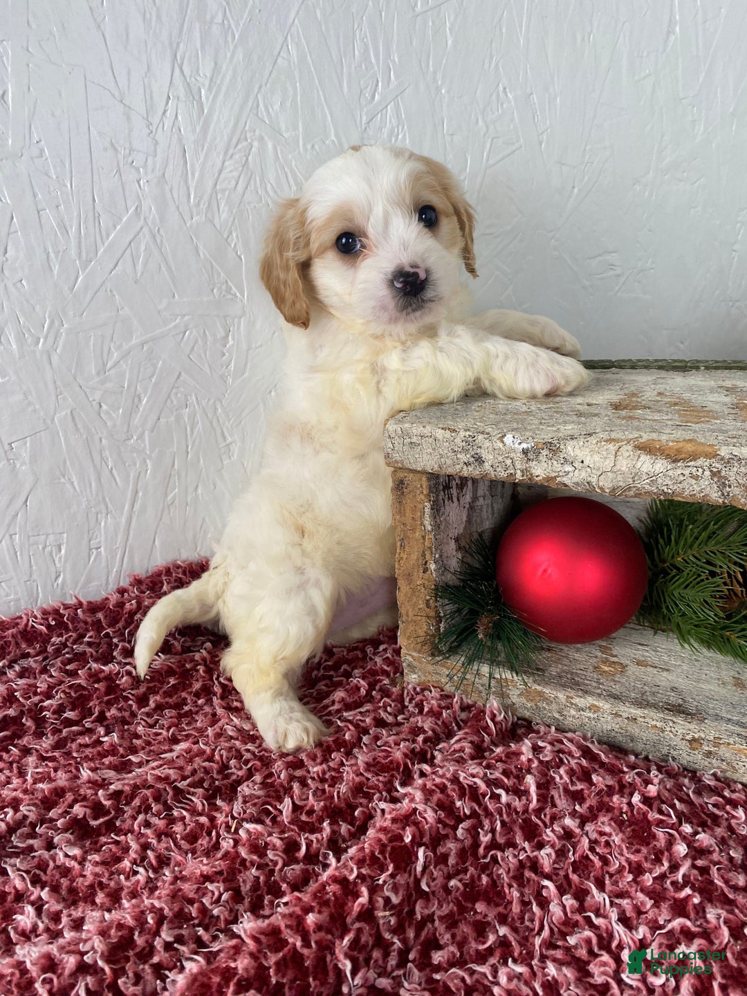 Cockapoo dogs for sale: Ace - Ad 12