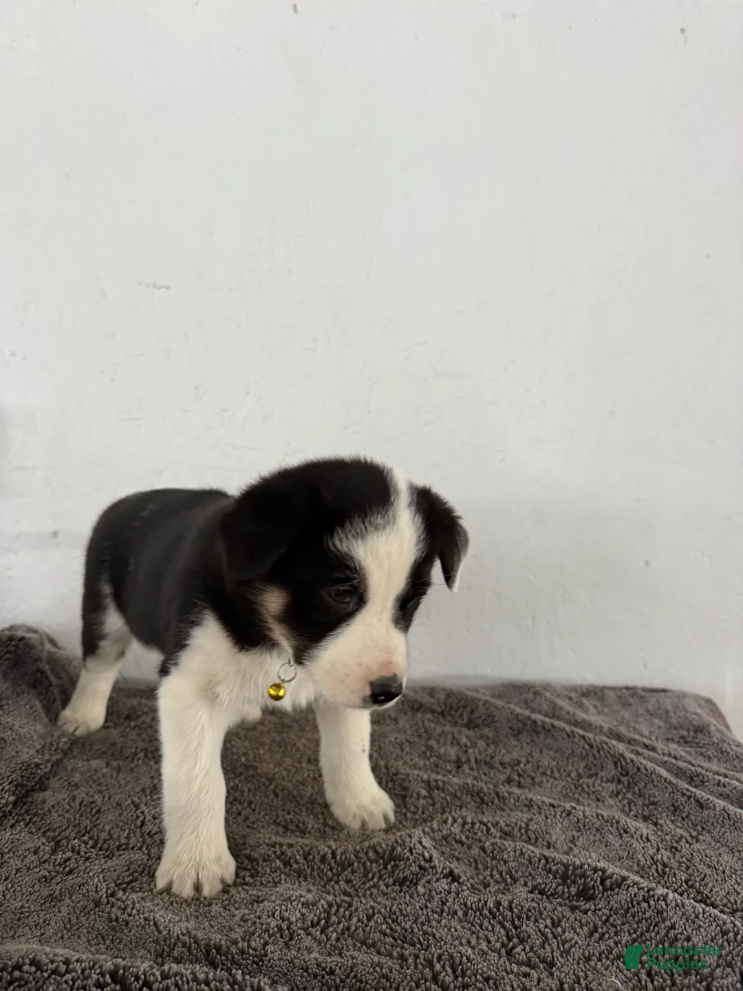 Mixed Breed dogs for sale: Panda - Ad 3