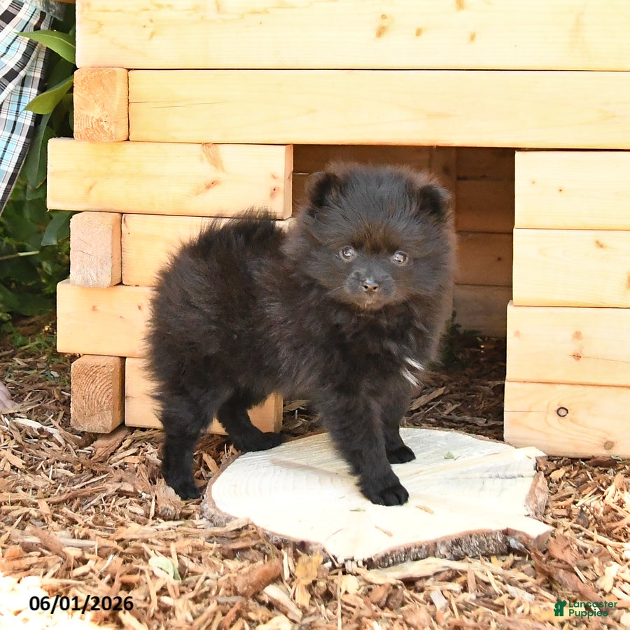 Pomeranian dogs McKenzie - Ad 1