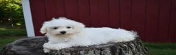 Maltese dogs for sale:  Jaden - Ad 4