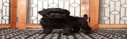 Shihpoo dogs for sale: Pongo Male Shih Poo - Ad 4