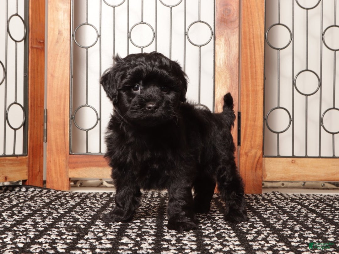 Shihpoo dogs for sale: Pongo Male Shih Poo - Ad 4