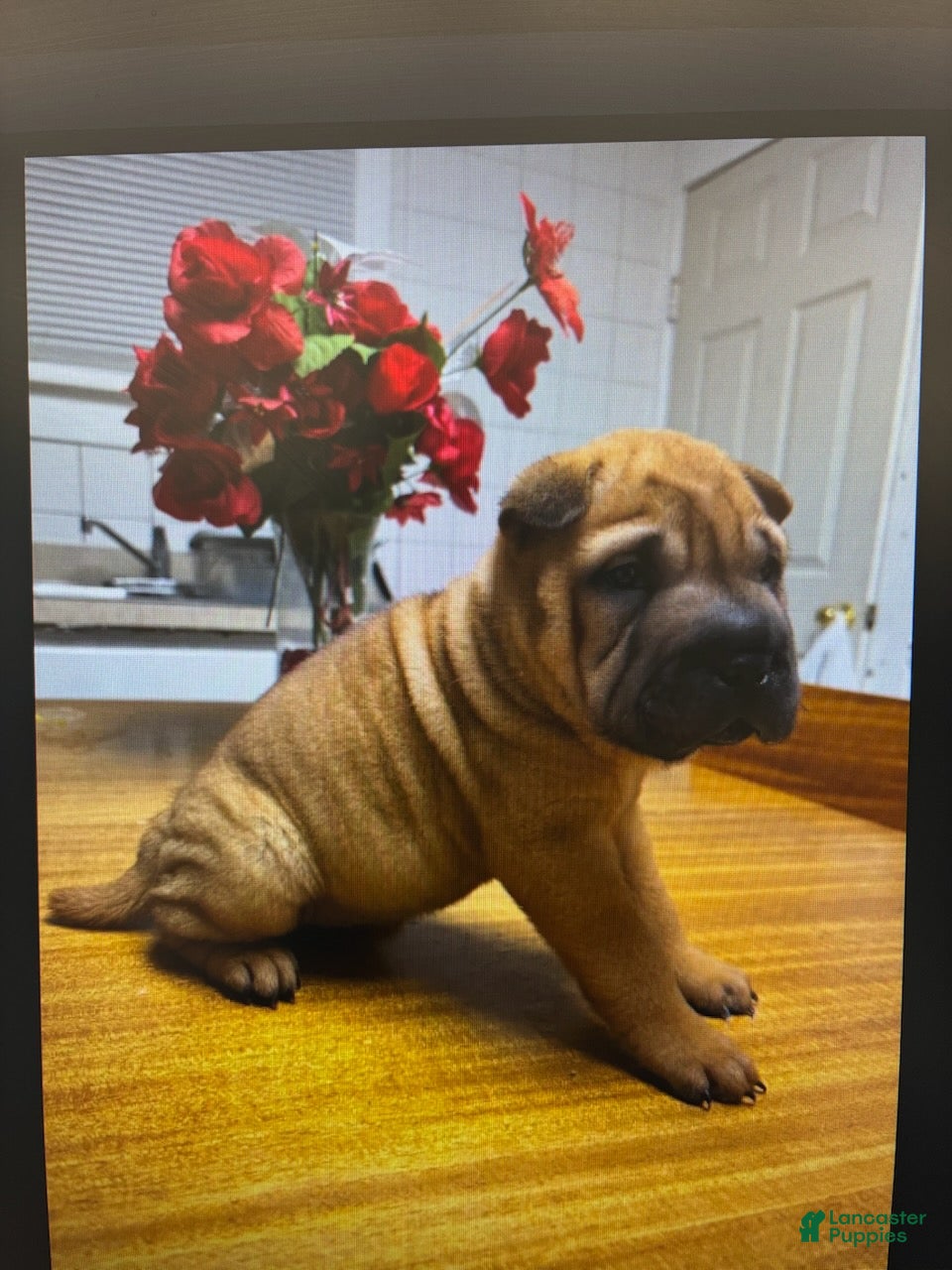 Shar Pei dogs Girl 2  - Ad 2