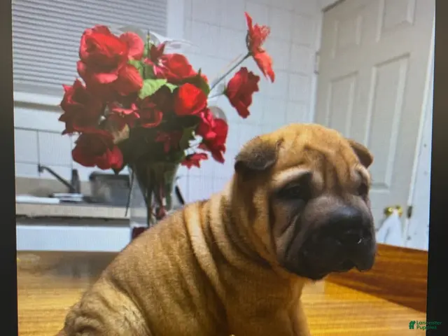 Shar Pei dogs for sale: Girl 2 - Ad 2