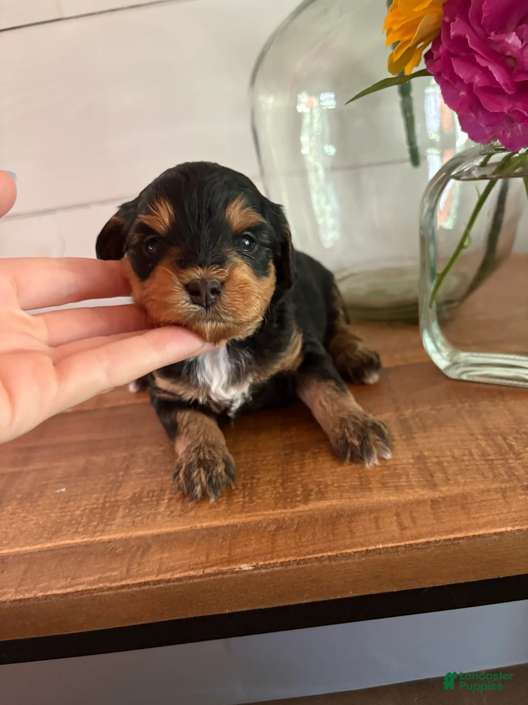 Mini Aussiedoodle dogs for sale: Sundae  - Ad 2