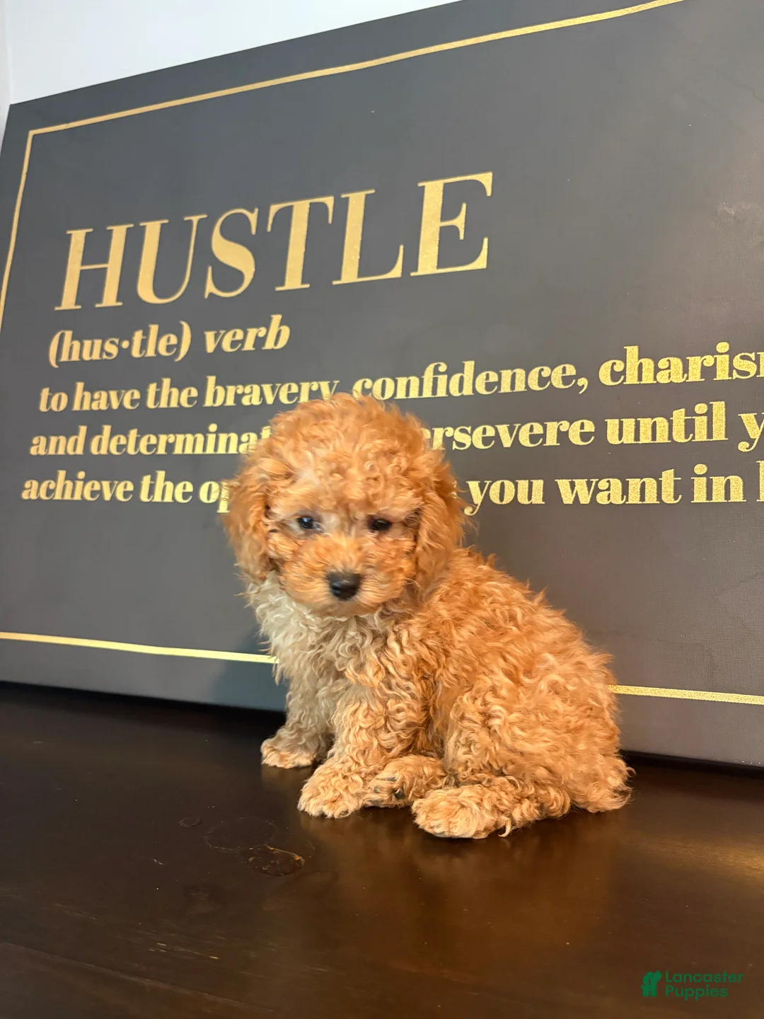 Mixed Breed dogs for sale: BERRY  - Ad 2