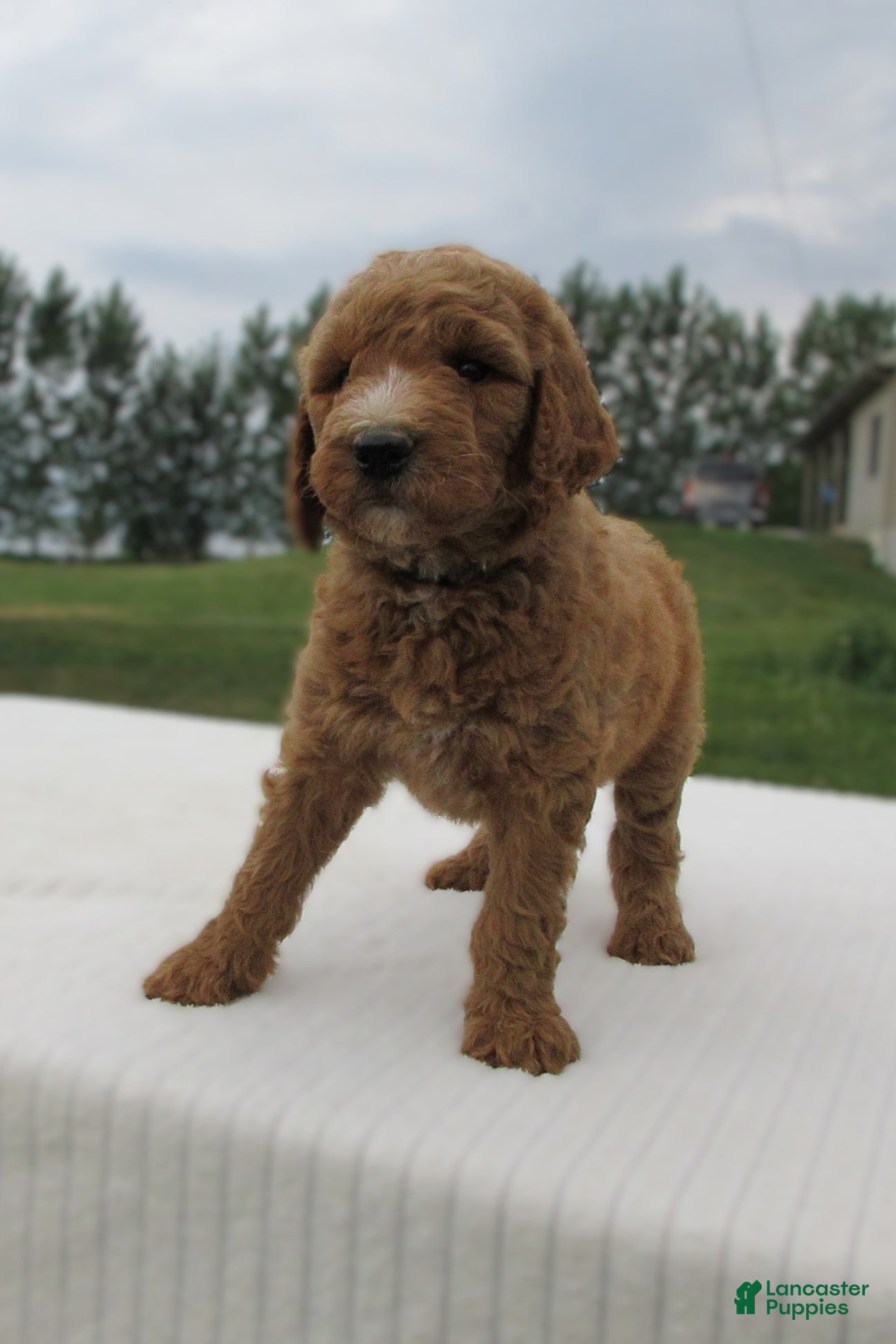 Goldendoodle dogs Ruby - Ad 2