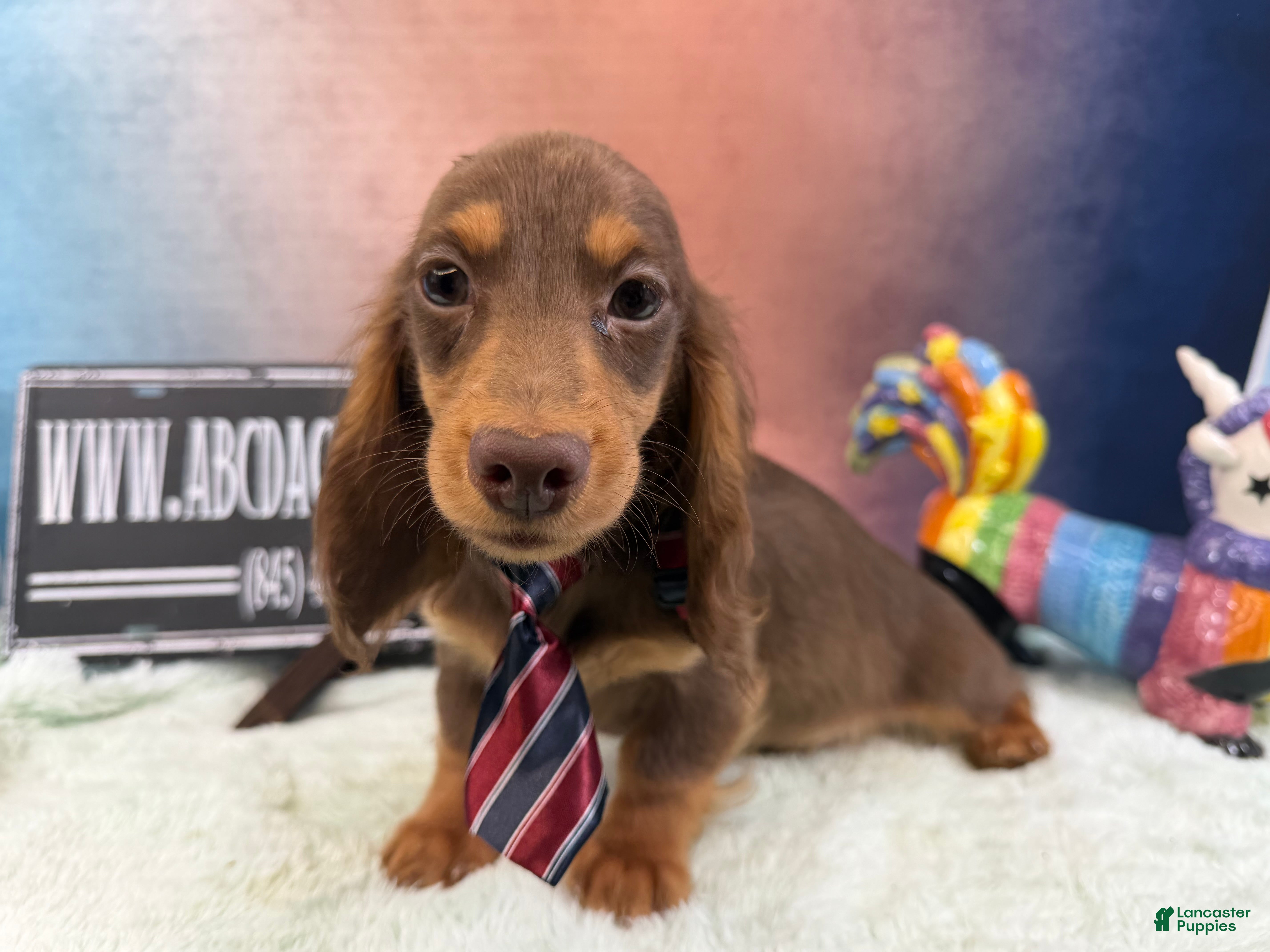 Miniature Dachshund dogs Russian - Ad 17