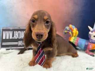 Miniature Dachshund dogs Russian - Ad 17