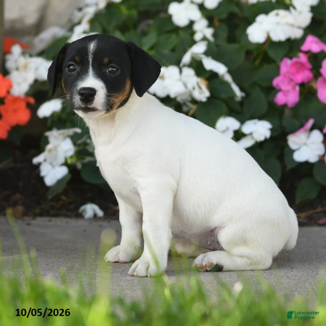 Jack Russell Terrier dogs for sale: Lakelyn - Ad 1