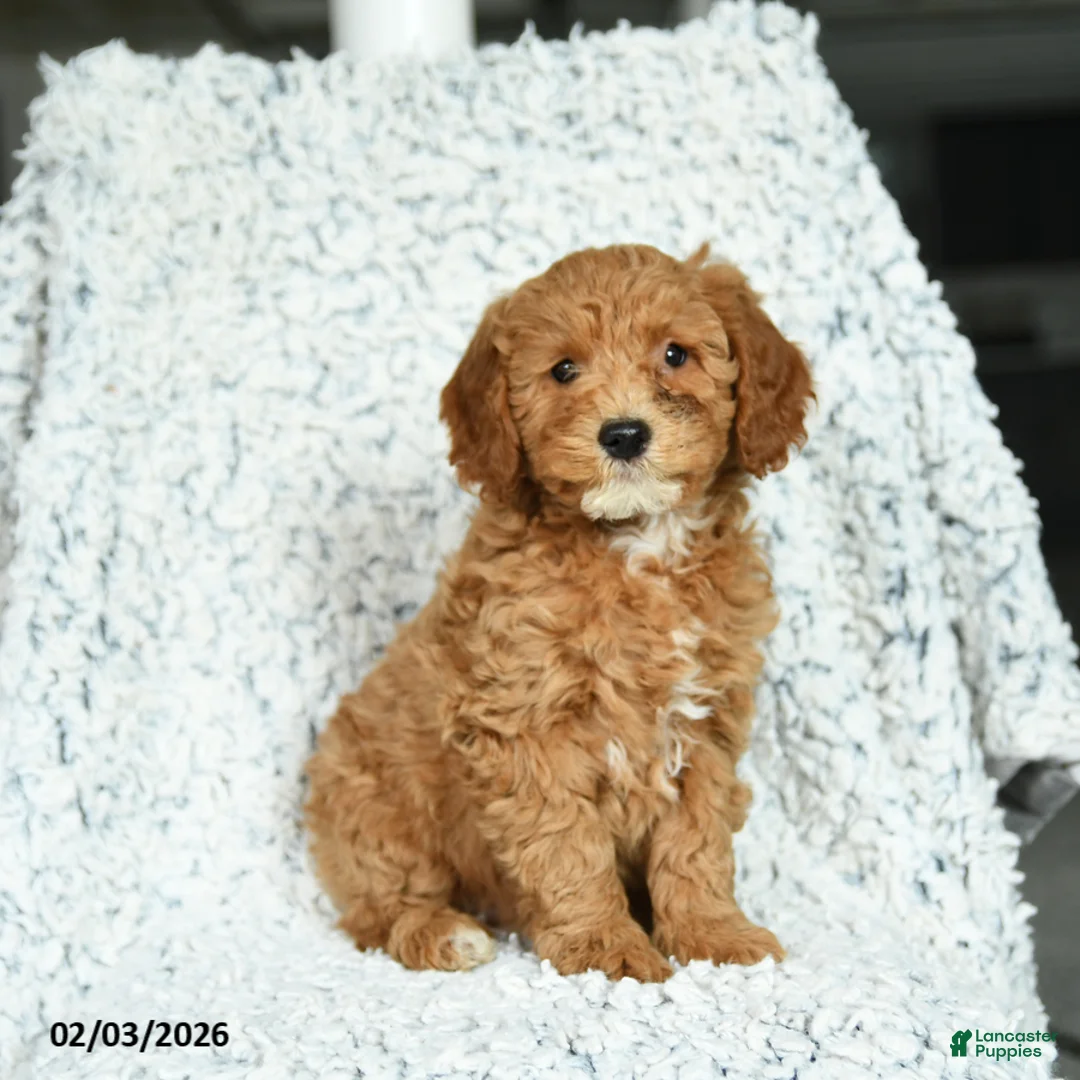 Mini Goldendoodle dogs for sale: Honey - Ad 2