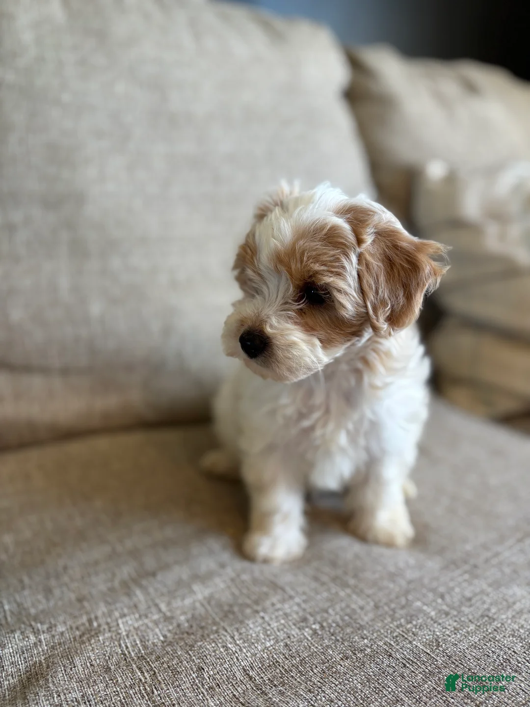 Maltipoo dogs for sale: Honey  - Ad 2