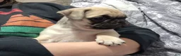 Pug dogs for sale: Logan - Ad 7