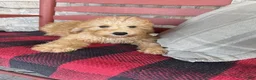 Mixed Breed dogs for sale: Tucker - Ad 5