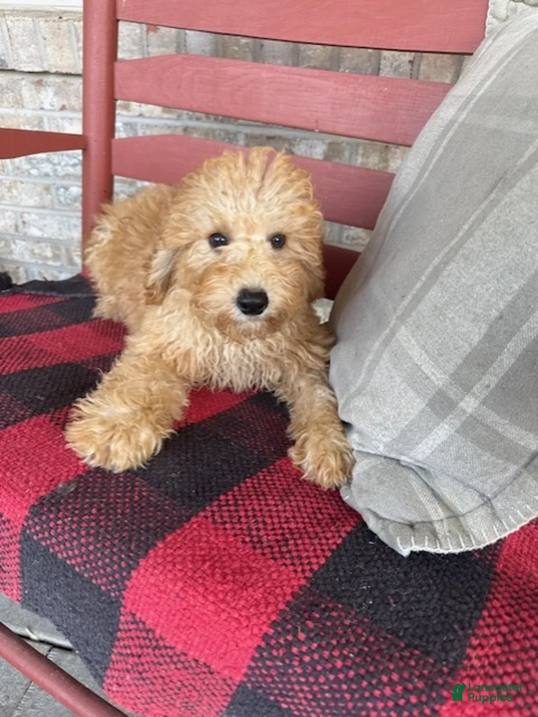 Mixed Breed dogs for sale: Tucker - Ad 5