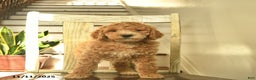 Standard Poodle dogs for sale: Honey   - Ad 4