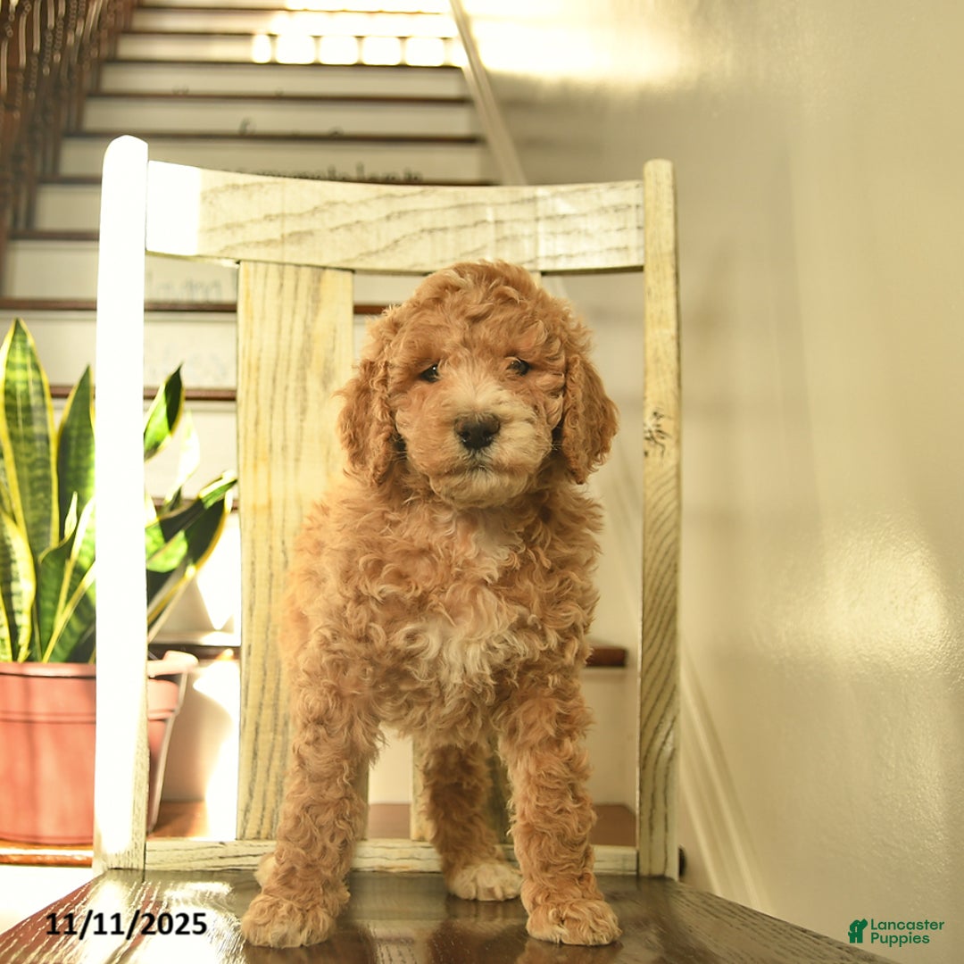 Standard Poodle dogs for sale: Honey   - Ad 4