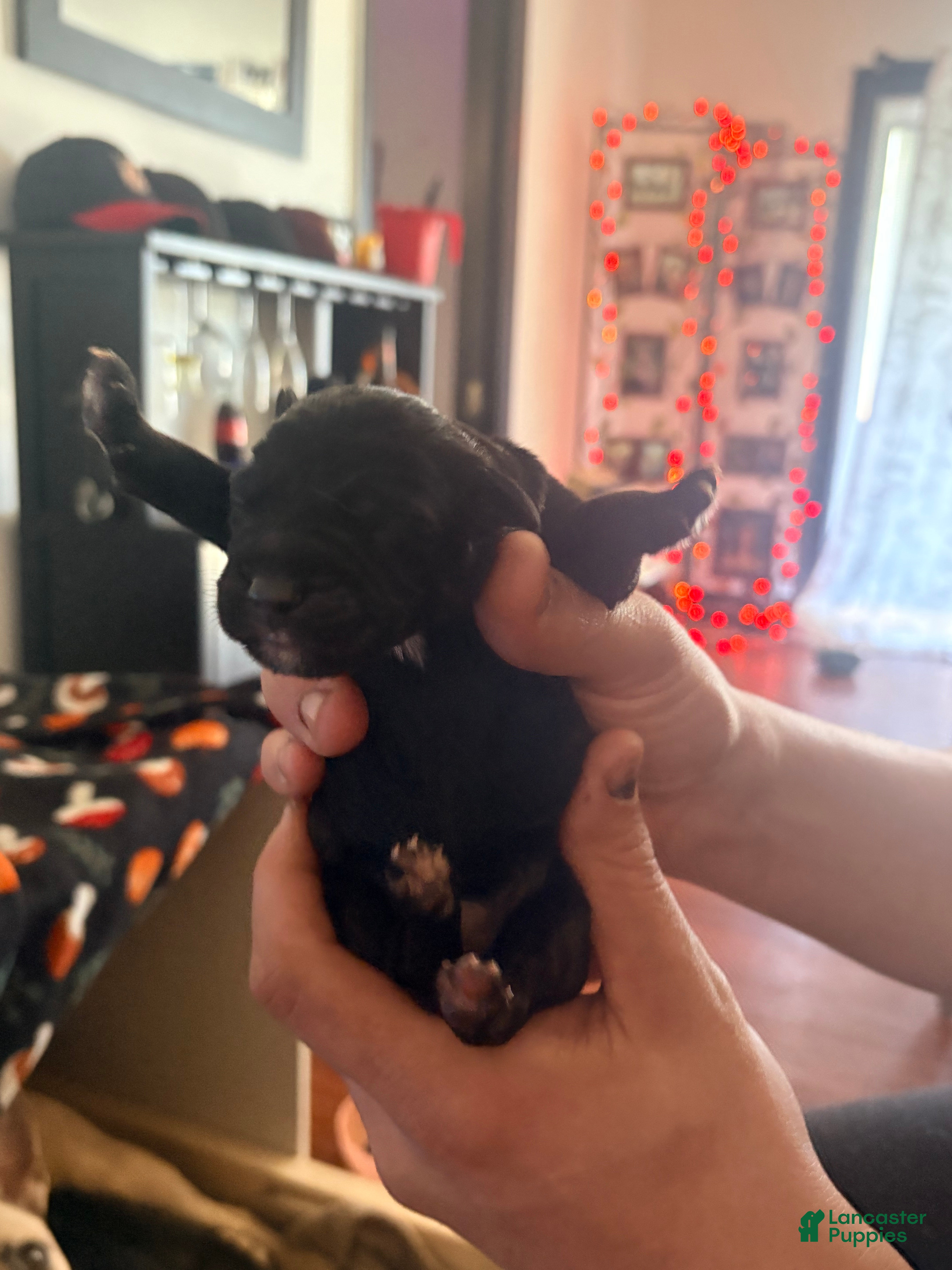 Mixed Breed dogs Puppy 6-Female - Ad 4