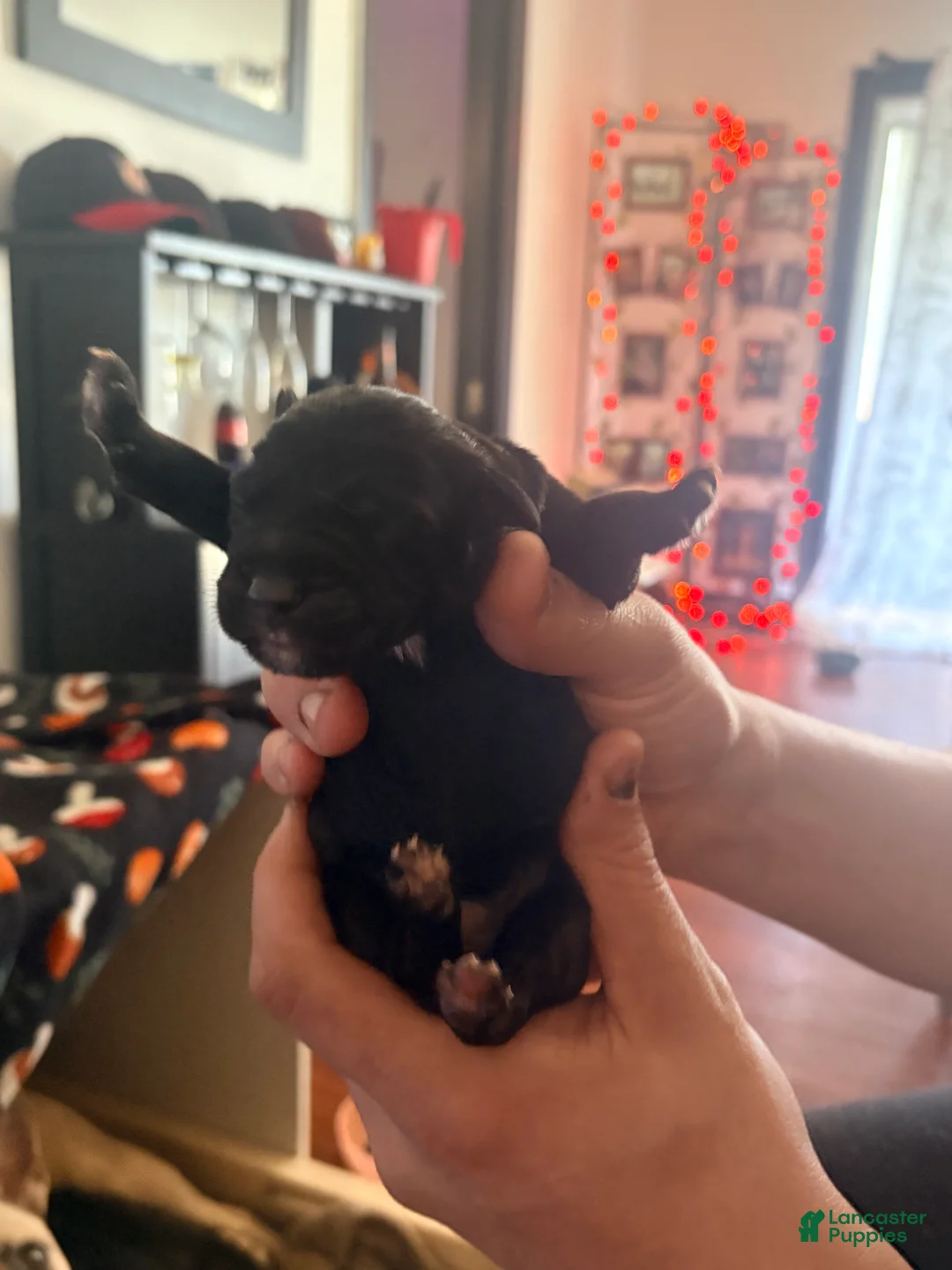 Mixed Breed dogs for sale: Puppy 6-Female - Ad 2