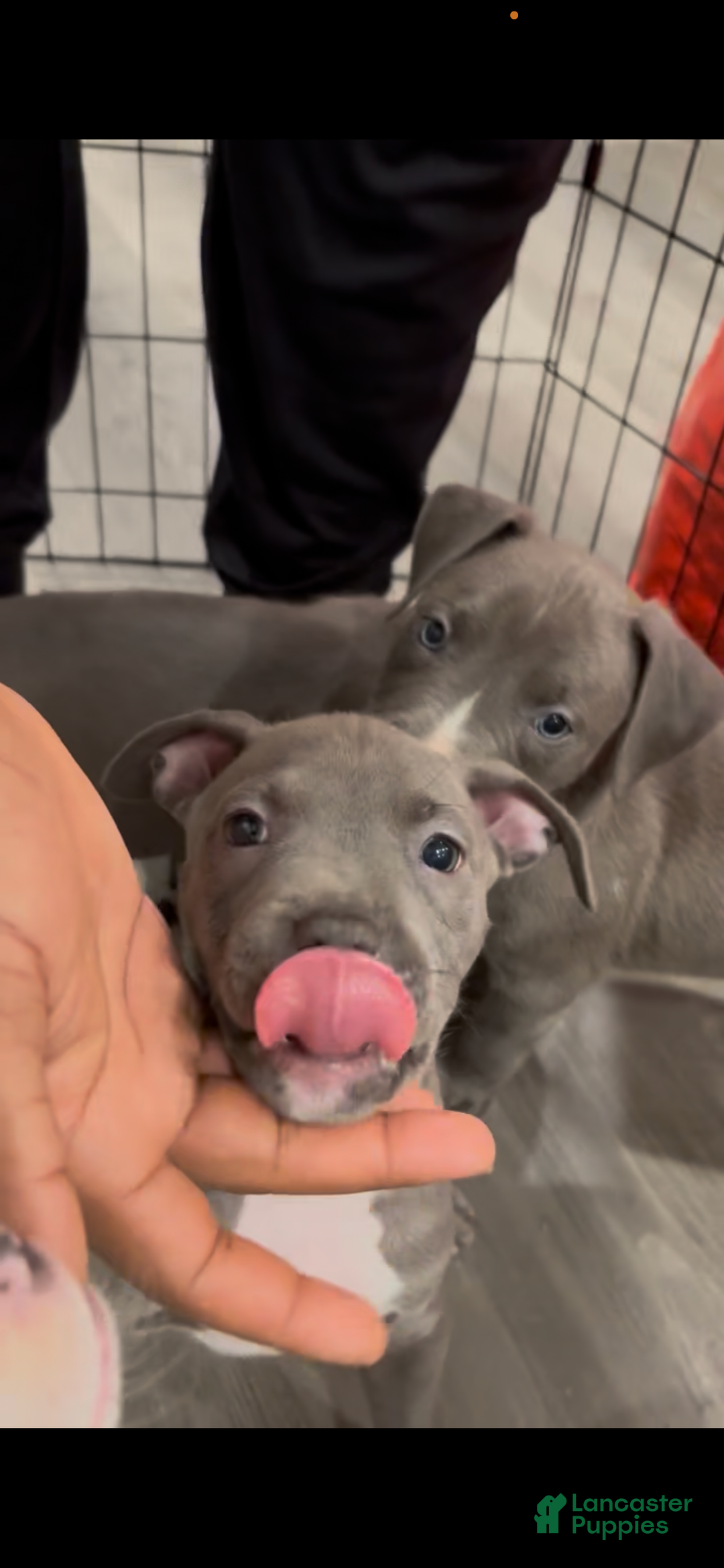 Mixed Breed dogs for sale: Storm - Ad 1