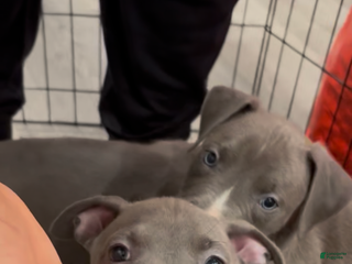 Mixed Breed dogs Storm - Ad 28