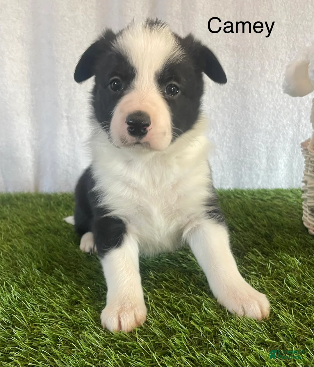 Border Collie dogs for sale: Border Collie Puppy 2 Camey - Ad 2