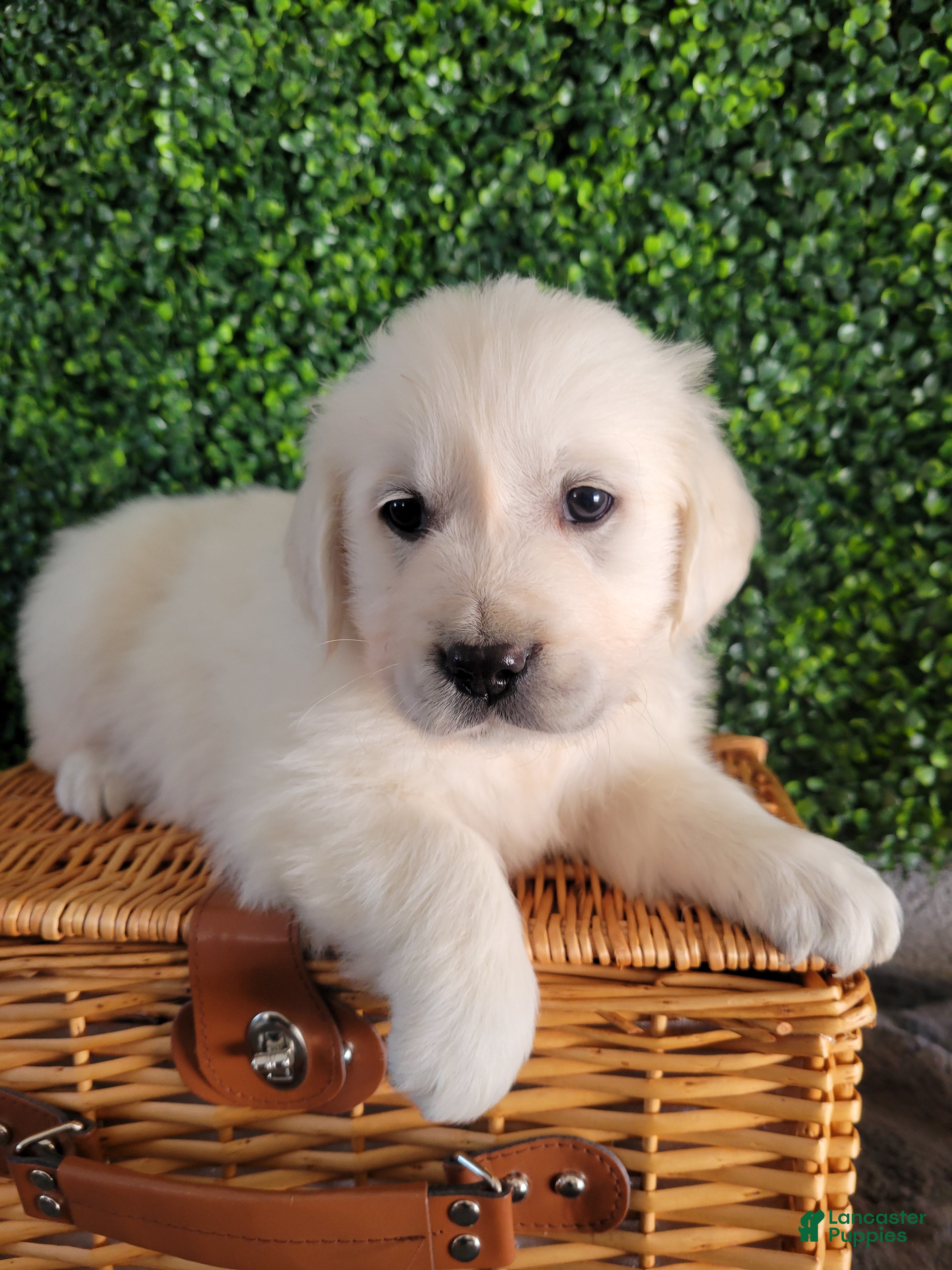 Golden Retriever dogs Ria - Ad 2