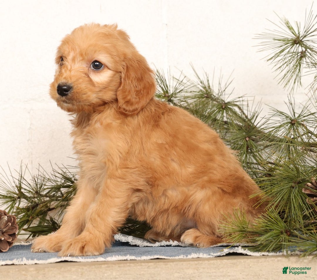 Mini Goldendoodle dogs for sale: Missy - Ad 8