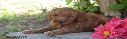 Miniature Poodle dogs for sale: Jeff - Ad 1