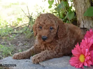 Miniature Poodle dogs for sale: Jeff - Ad 3