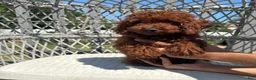 Toy Poodle dogs for sale: Toy Poodle Chinese bloodline  - Ad 5