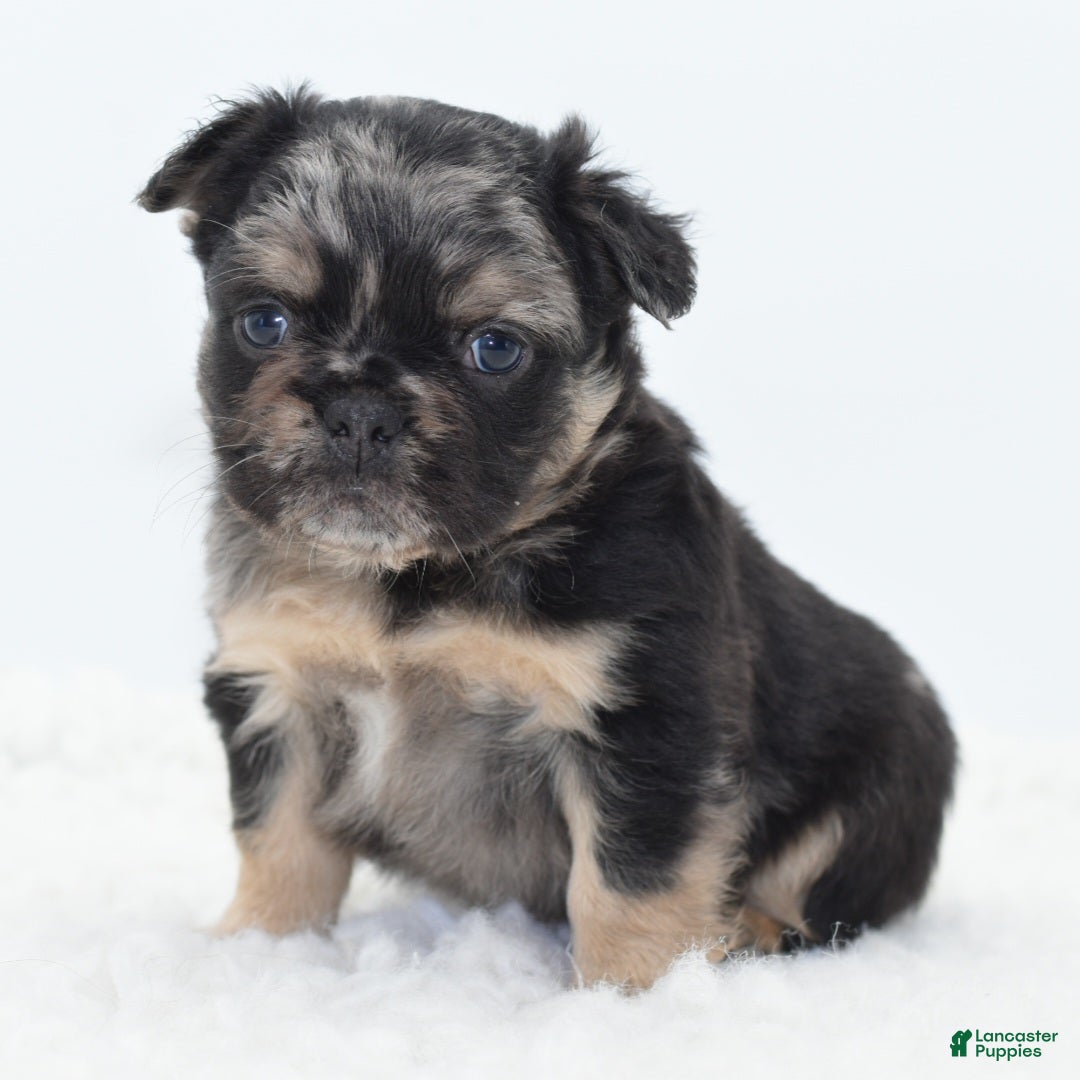 Mixed Breed dogs for sale: Chuck chocolate tri-color fluffy  - Ad 7