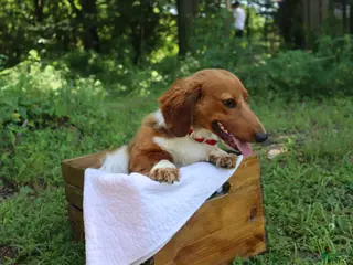 Dachshund dogs AKC Proven Stud Branch - Ad 1