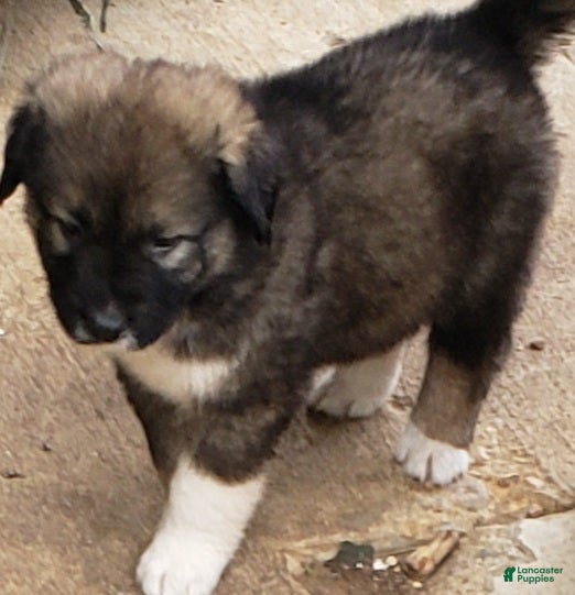 Caucasian Shepherd Dog dogs Caucasian Shepherd Dog Puppy 5 - Ad 10
