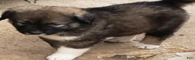 Caucasian Shepherd Dog Puppy 5