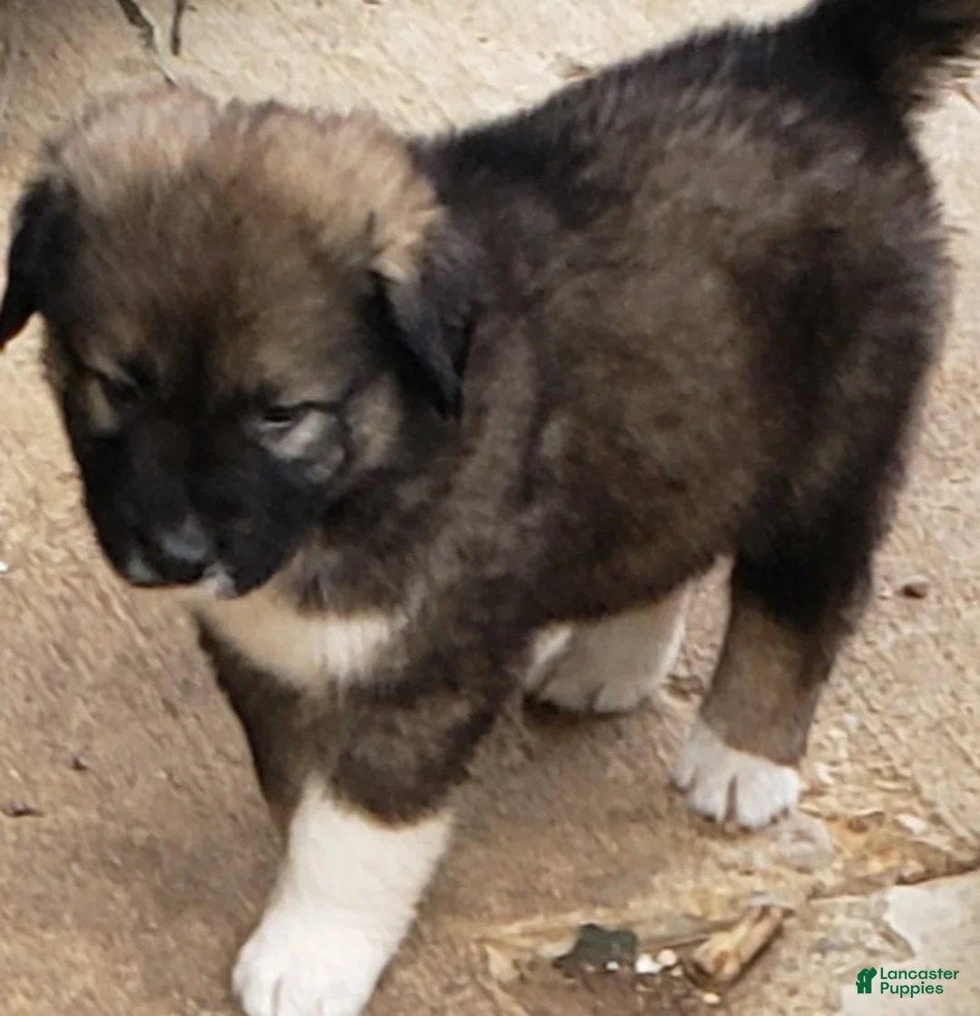 Caucasian Shepherd Dog dogs for sale: Caucasian Shepherd Dog Puppy 5 - Ad 1