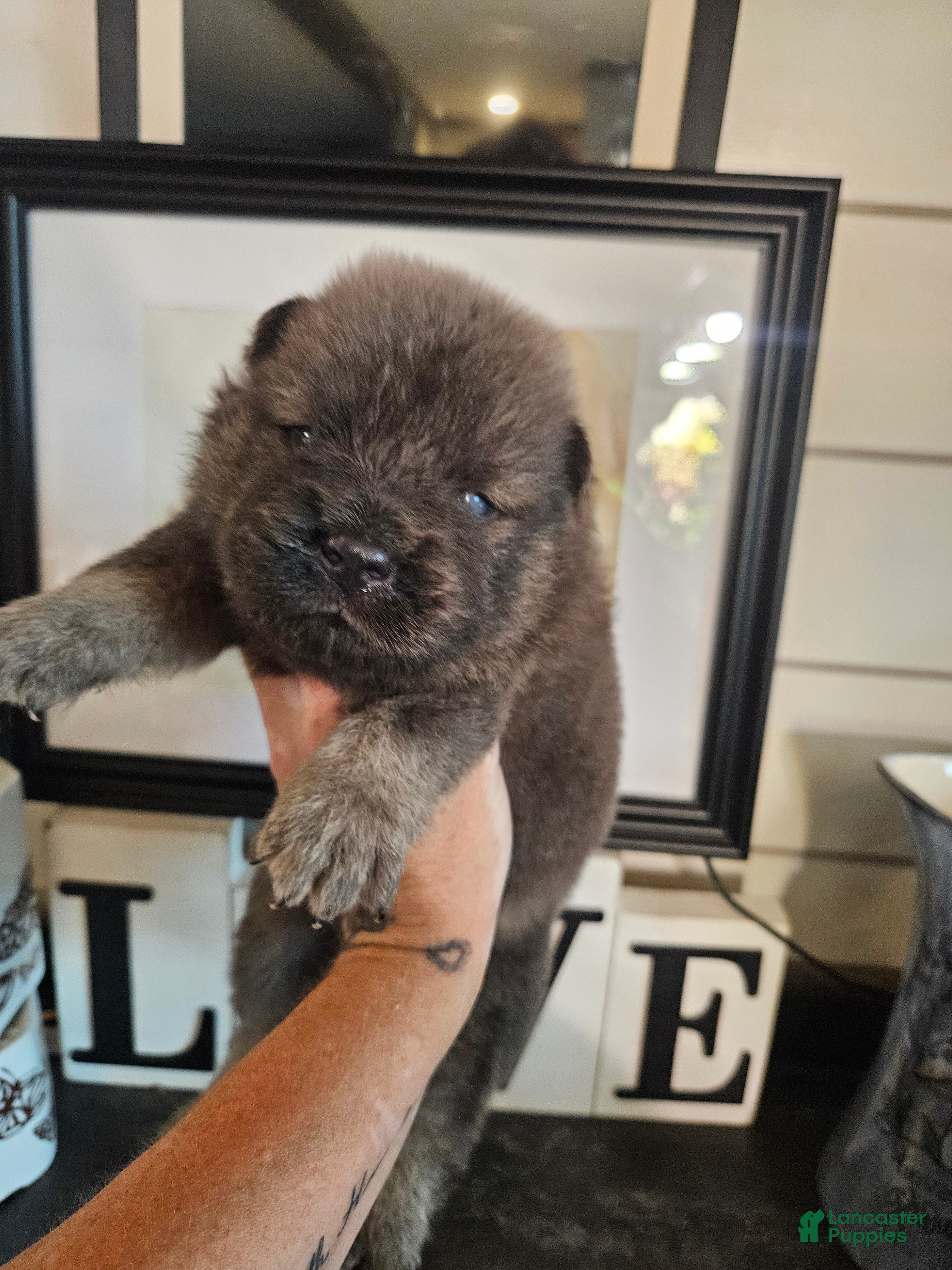Chow Chow dogs Chow Chow 2 - Ad 2