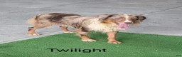 Mini Aussiedoodle dogs for sale: Yvonne  - Ad 10