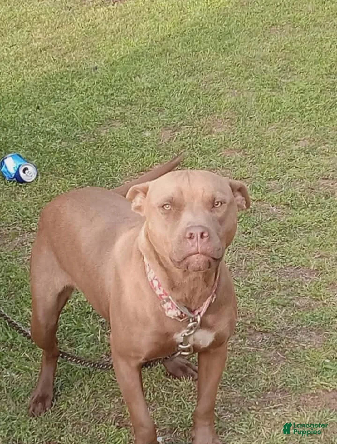Mixed Breed dogs for sale: Vanessa (Vee) 🪻 - Ad 2