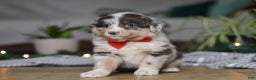 Miniature Australian Shepherd dogs for sale: Lilly - Ad 1