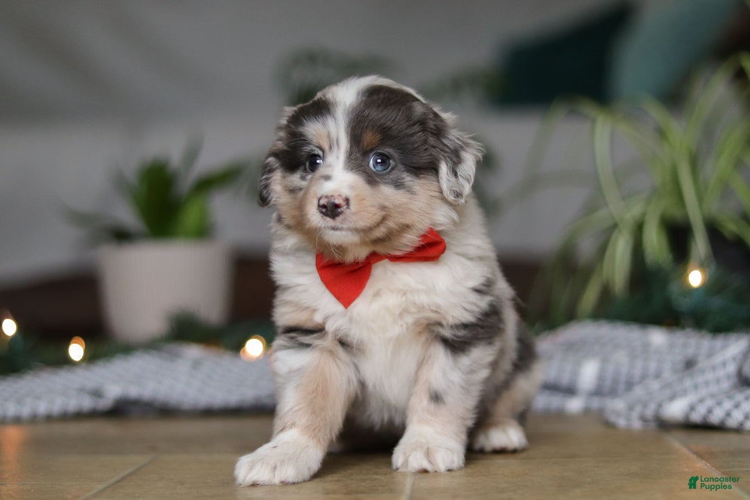 Miniature Australian Shepherd dogs for sale: Lilly - Ad 1