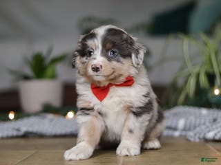 Miniature Australian Shepherd dogs Lilly - Ad 39