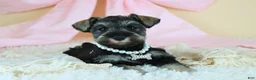 Miniature Schnauzer dogs for sale: Raven | Miniature Schnauzer - Ad 9
