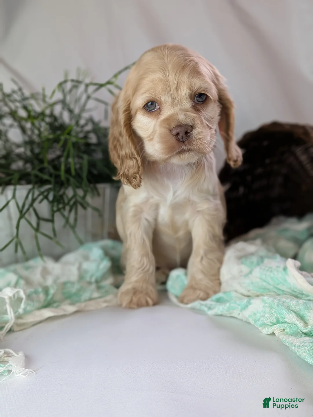 Cocker Spaniel dogs for sale: Zen - Ad 5