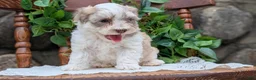 Havanese dogs for sale: Niko - Ad 8